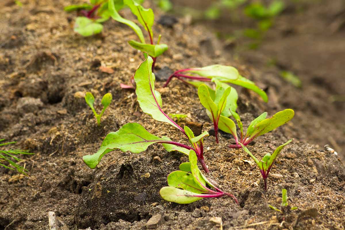 A close up of young beet shoots sprouting out of the soil, the background is soil in soft focus, in light autumn sunshine.