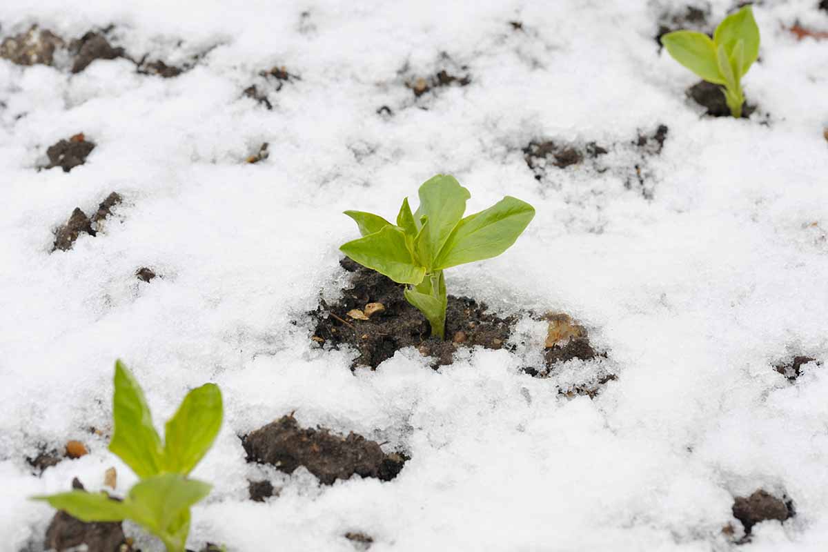 Three seedlings planted outdoors, with snow around them, the dark soil can be seen in patches where the snow is less deep.