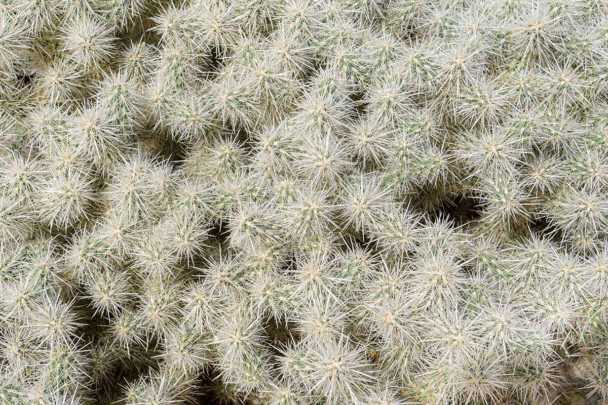 A close up horizontal image of silver cholla cactus growing wild.