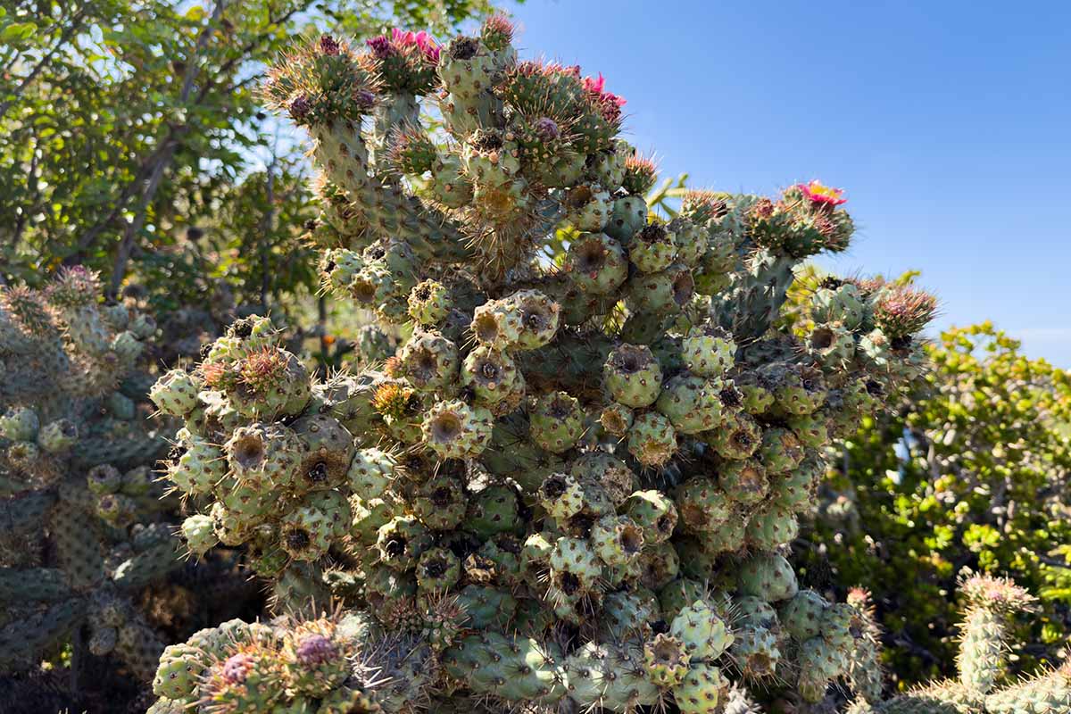 A close up horizontal image of silver cholla cactus in bloom in the landscape pictured on a blue sky background.