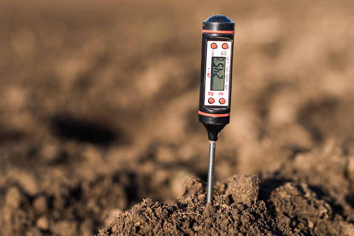 A close up of a soil thermometer, the metal rod at the bottom is in a pile of soil, the top is a black handle with a digital display and red buttons. The background is dark soil in soft focus.