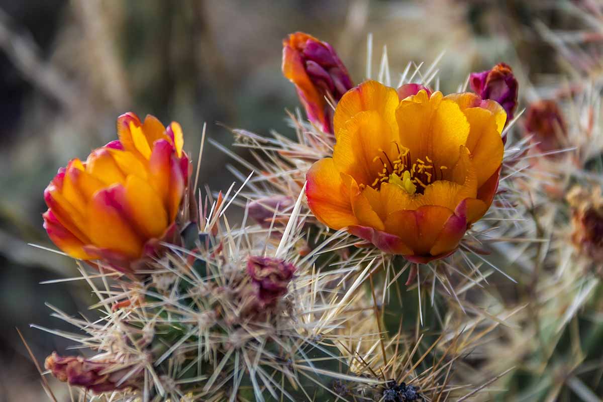 A close up horizontal image of the orange blooms of a staghorn cholla cactus pictured on a soft focus background.