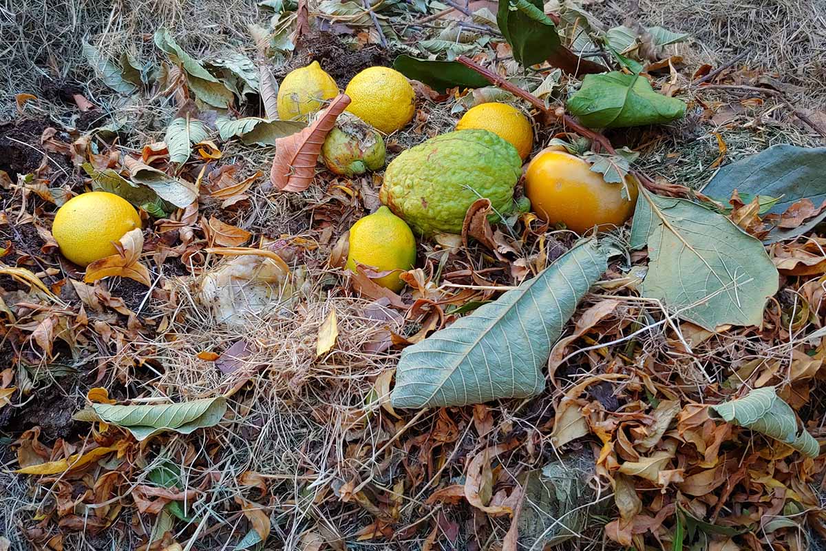 A close up horizontal image of kitchen scraps placed on a compost pile with dried leaves.