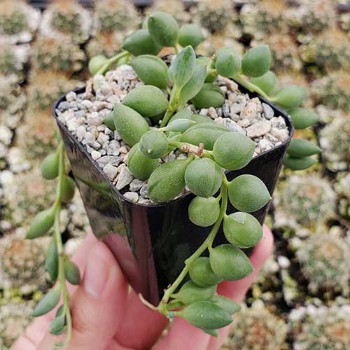A close up square image of string of pearls growing in a small pot, held up by a hand.