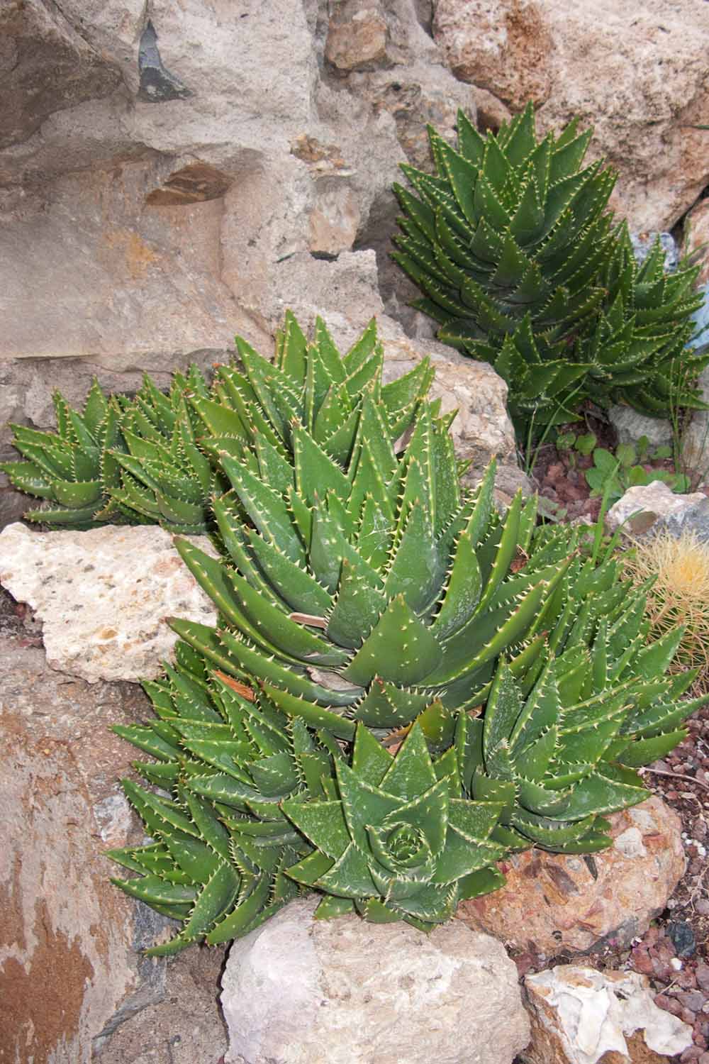 A close up vertical image of aloe plants growing in a rocky garden.