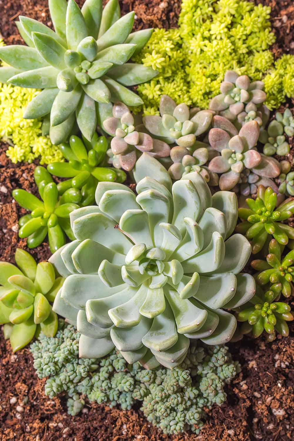 A close up vertical image of a variety of different succulents growing in the garden.