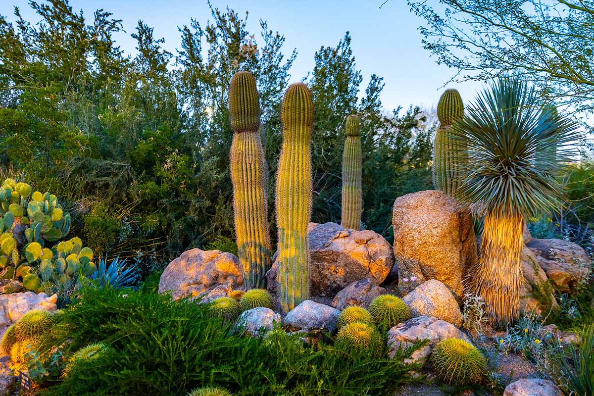 A close up horizontal image of a variety of cacti and succulents growing outdoors.