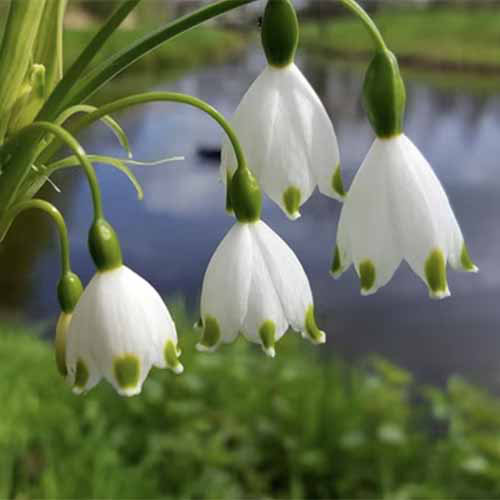 A close up square image of summer snowdrops growing in the landscape.