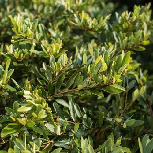 A close up square image of Swing Low distylium growing in the garden.