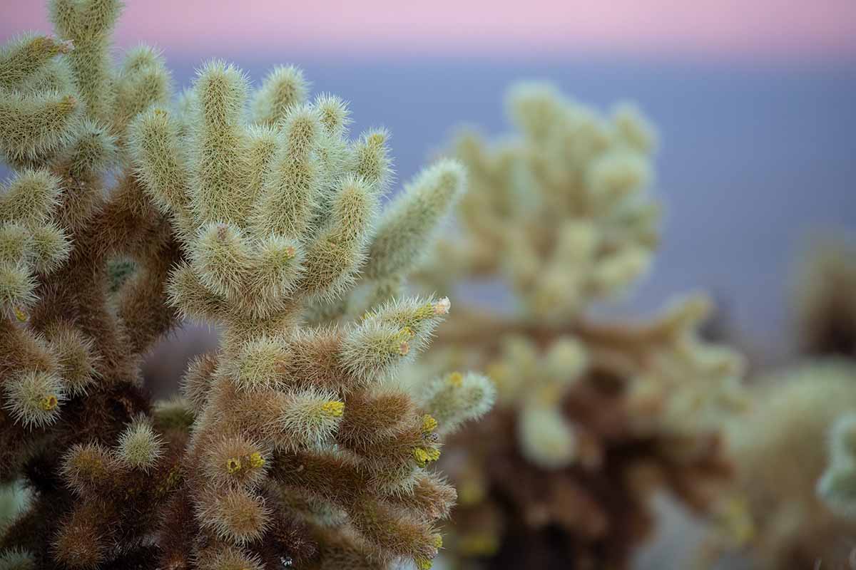 A close up horizontal image of teddy bear cholla cactus growing wild.