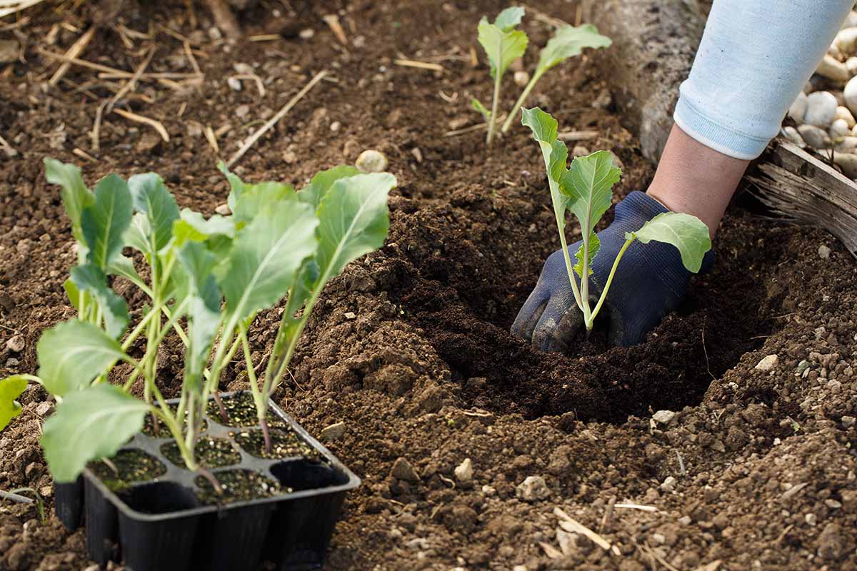 A hand on the right of the frame, wearing a blue gardening glove, is planting a seedling outdoors in soil. To the left of the frame is a black seed tray with seven more seedlings ready for planting.