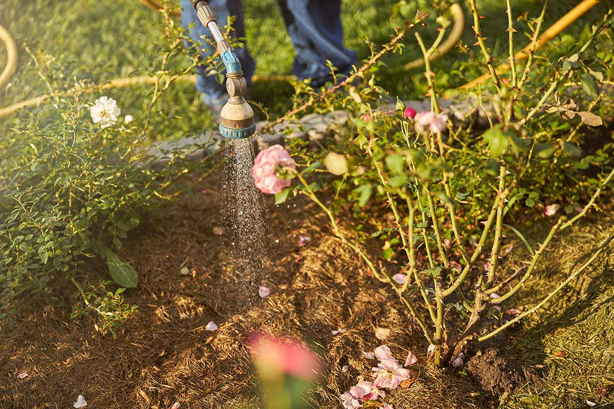 A close up horizontal image of a gardener using a hosepipe to water border plants surrounded by mulch in the gentle autumn sunshine.