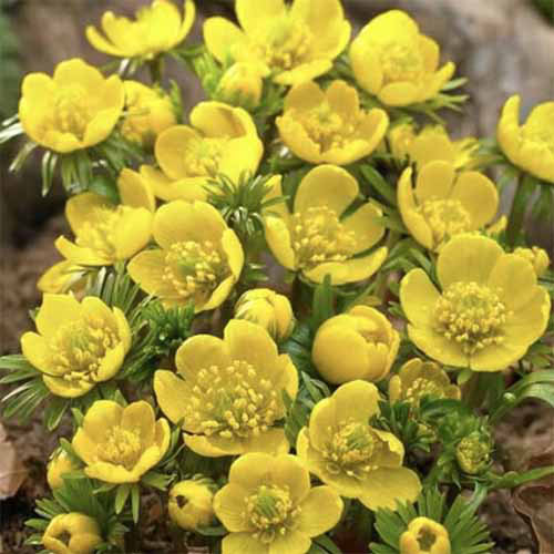 A close up square image of yellow winter aconite flowers growing in the garden.