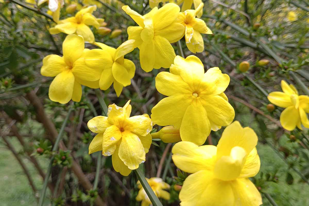 A close up horizontal image of yellow winter jasmine flowers growing in the garden.