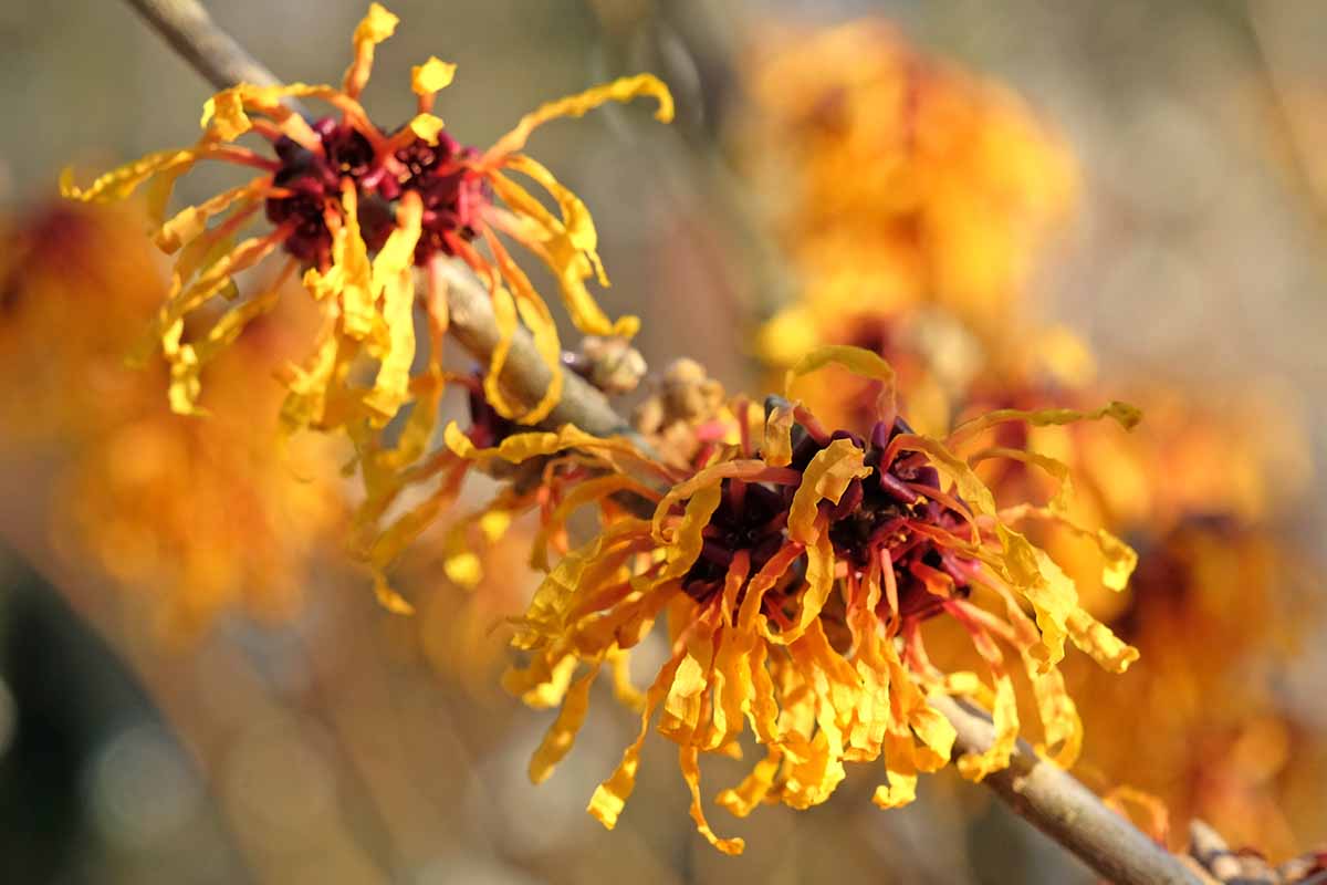A close up horizontal image of the flowers of a witch hazel plant growing in the garden pictured on a soft focus background.