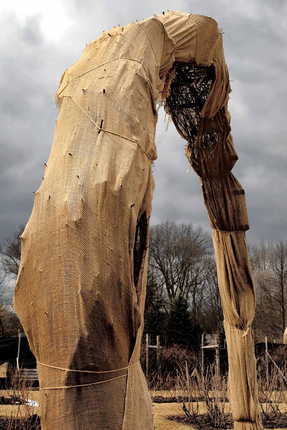 A close up vertical image of an archway of climbing roses wrapped in burlap for winter protection.