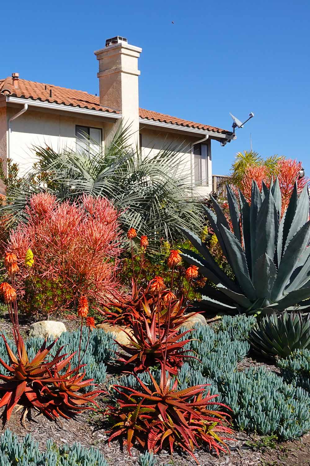 A vertical image of a large-scale front yard featuring bold green and red agave and Senecio mandraliscae.