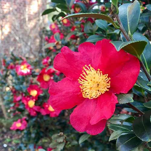 A close up square image of bright red 'Yuletide' camellia flowers growing in the garden.
