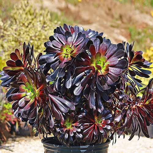 A close up square image of Aeonium 'Zwartkop' growing in a black pot outdoors.