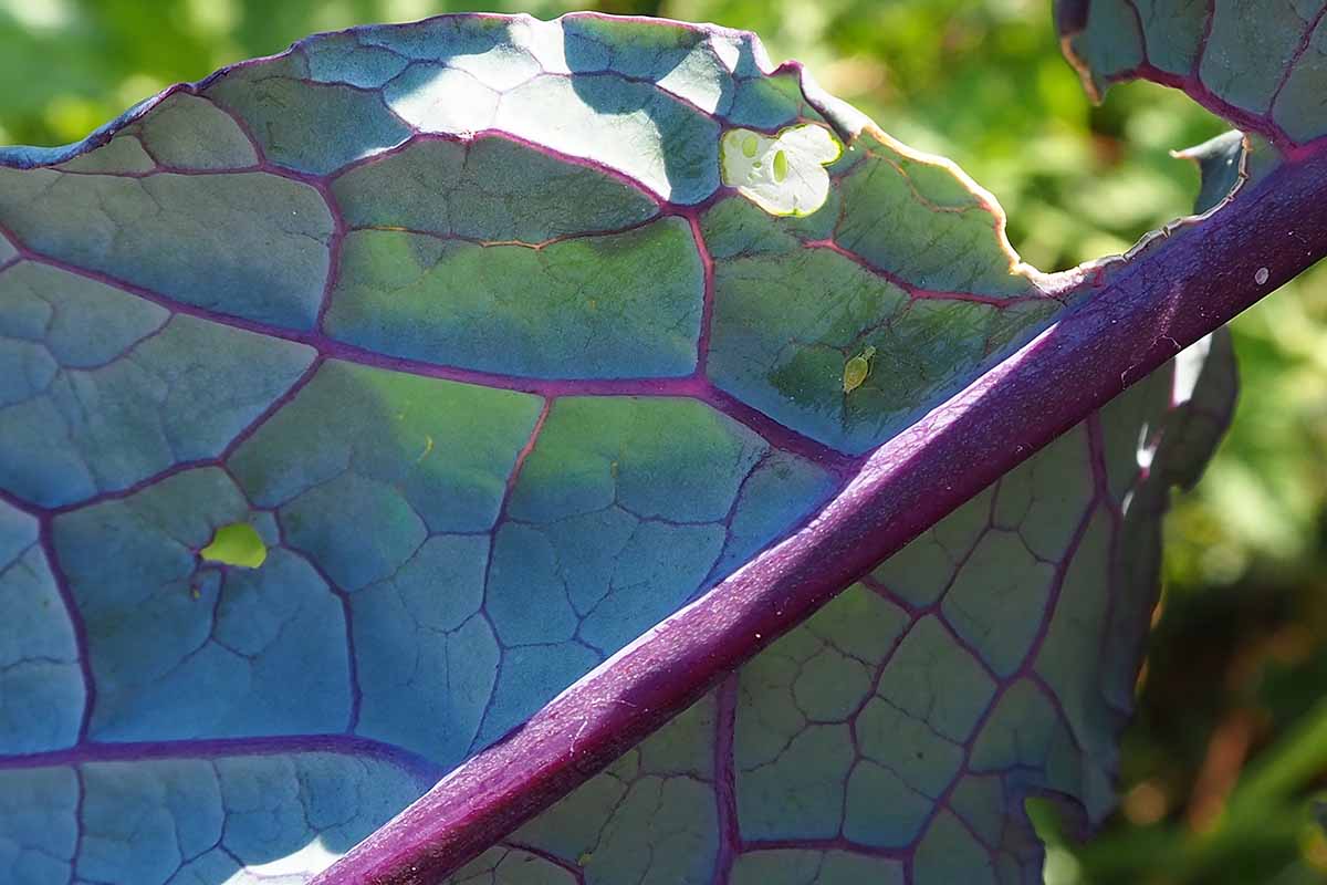 A close up horizontal image of the leaf of a dinosaur kale plant suffering from an infestation of pests that has caused holes to appear in the leaves, pictured in light filtered sunshine.