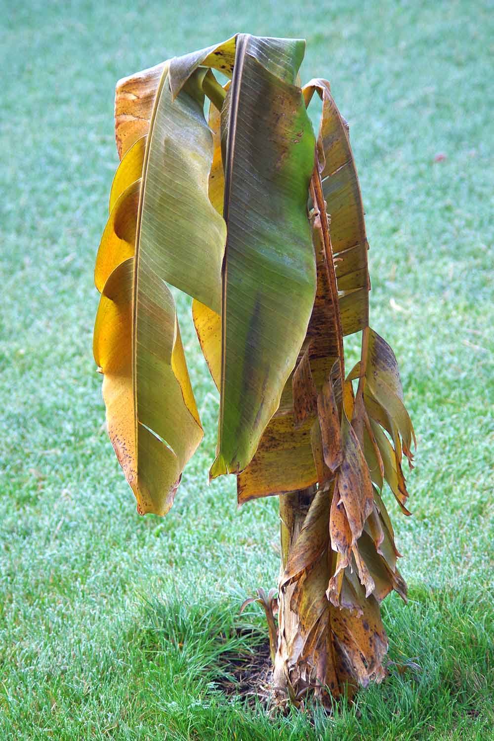 A vertical picture of a small banana tree with brown and dying leaves growing in the garden surrounded by green lawn.