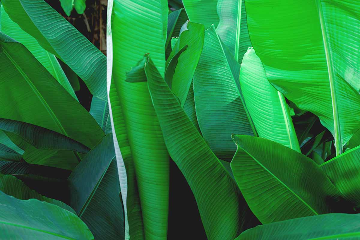 A close up of vivid green banana plant leaves in light sunshine.