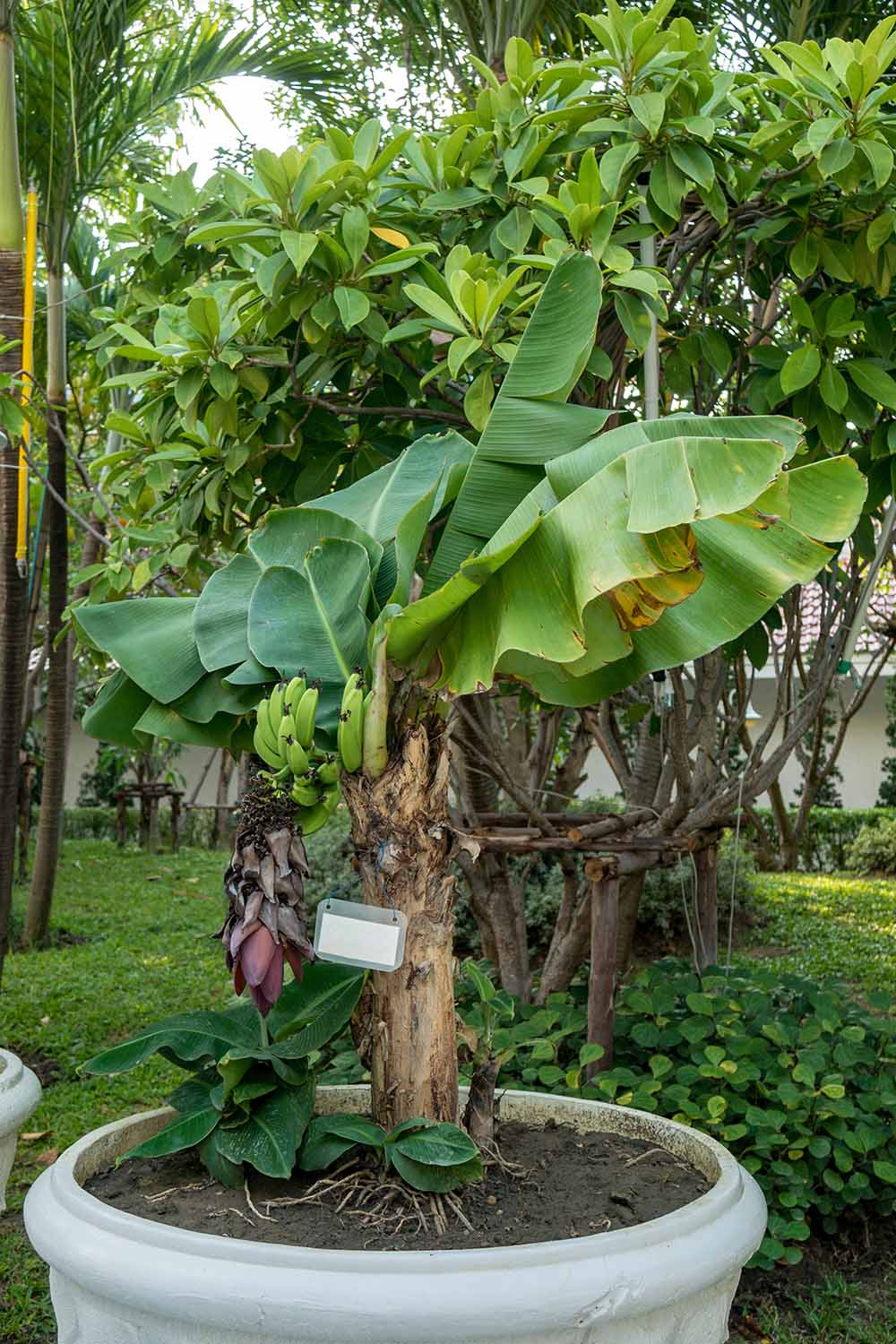 A close up of a small banana tree growing in a large ceramic pot in the garden. A few green fruits are visible amongst the leaves, contrasting with the light brown stem. In the background is a garden scene with tropical trees and a white building.