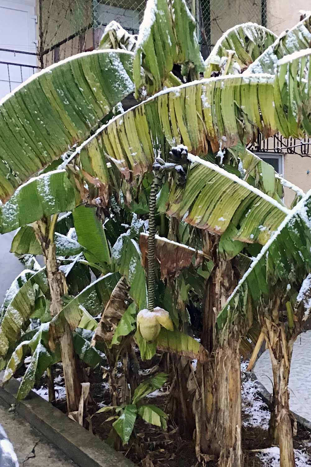 A vertical picture of banana trees growing in a raised garden bed with frost on the leaves. Instead of bright green, the leaves are brown and damaged, hanging limply from the stem.