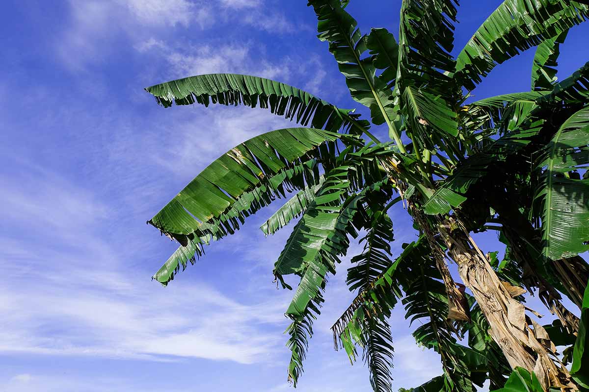 Tall bananas with large green leaves against a blue sky background.