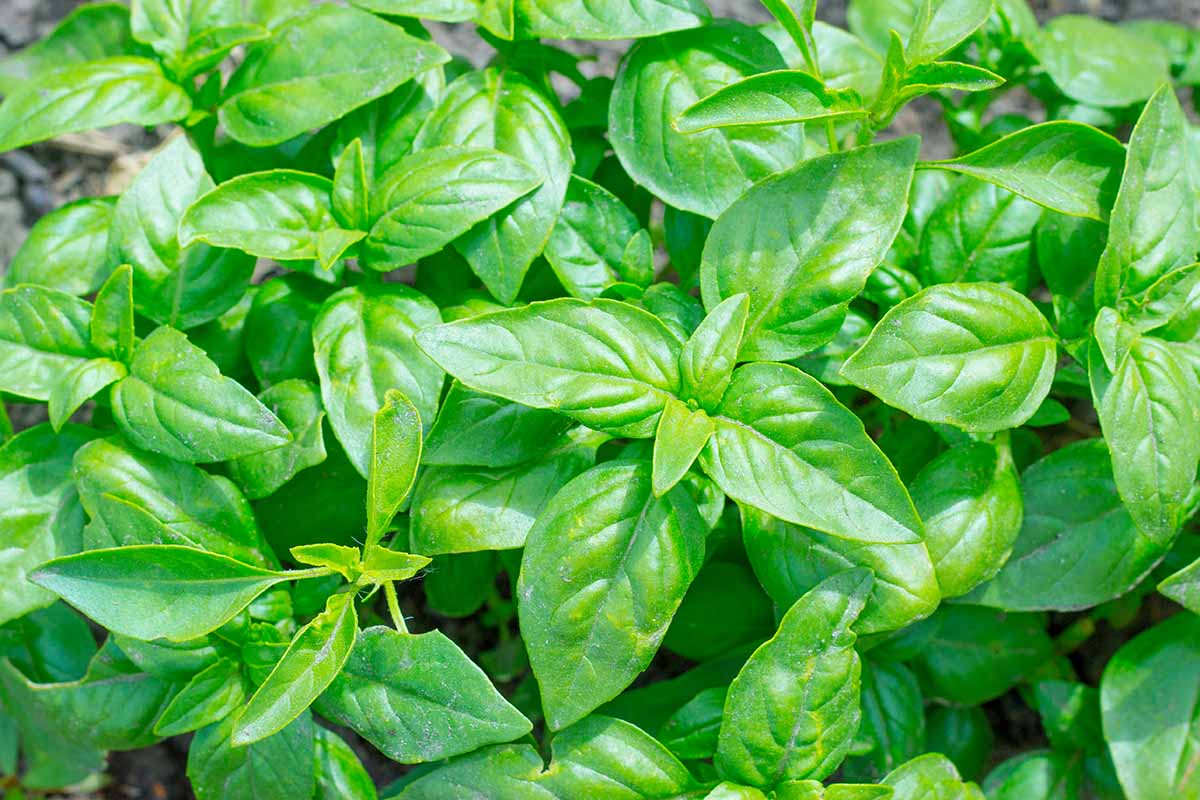 A close up top down horizontal image of a large basil plant growing in the garden.