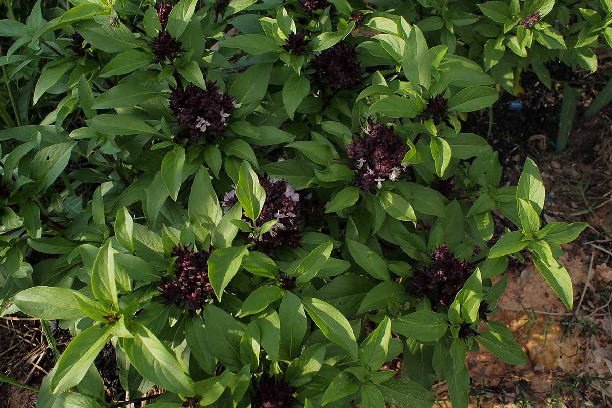 A close up horizontal image of herbs growing in the garden in the light sunshine.