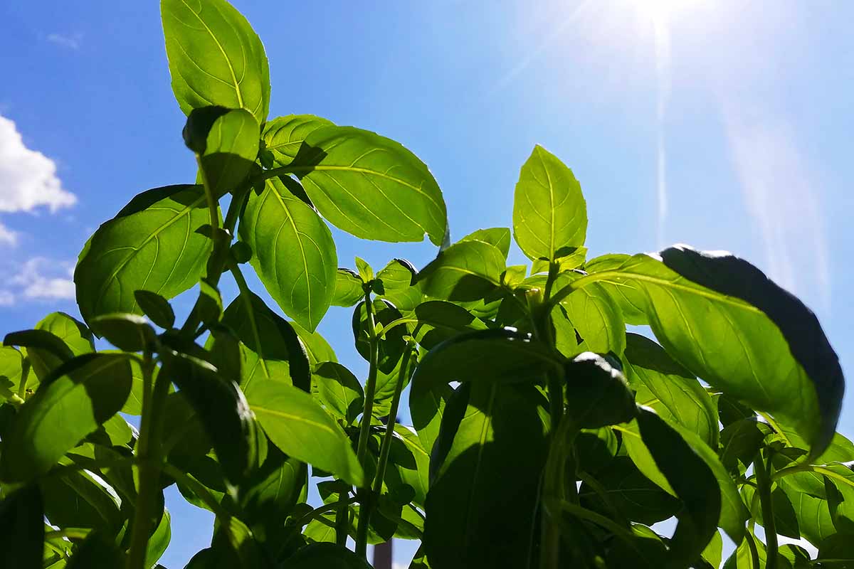 A close up horizontal image of basil growing in the garden in sunshine on a blue sky background.