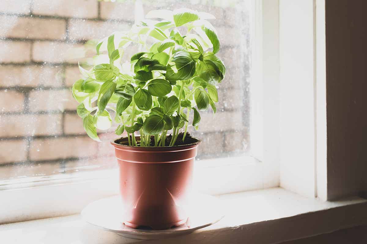 A close up horizontal image of a small potted herb growing in a windowsill.