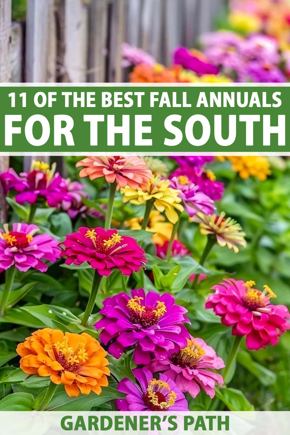 A close up vertical image of a colorful garden border filled with zinnia flowers. To the top and bottom of the frame is green and white printed text.