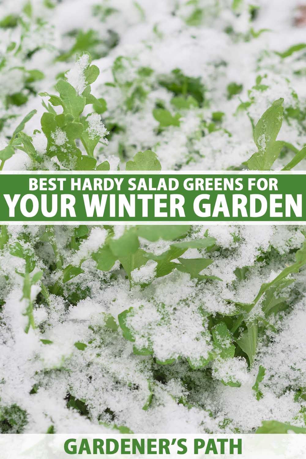 A close up vertical image of rocket growing in the winter garden with a covering of frost. To the center and bottom of the frame is green and white printed text.