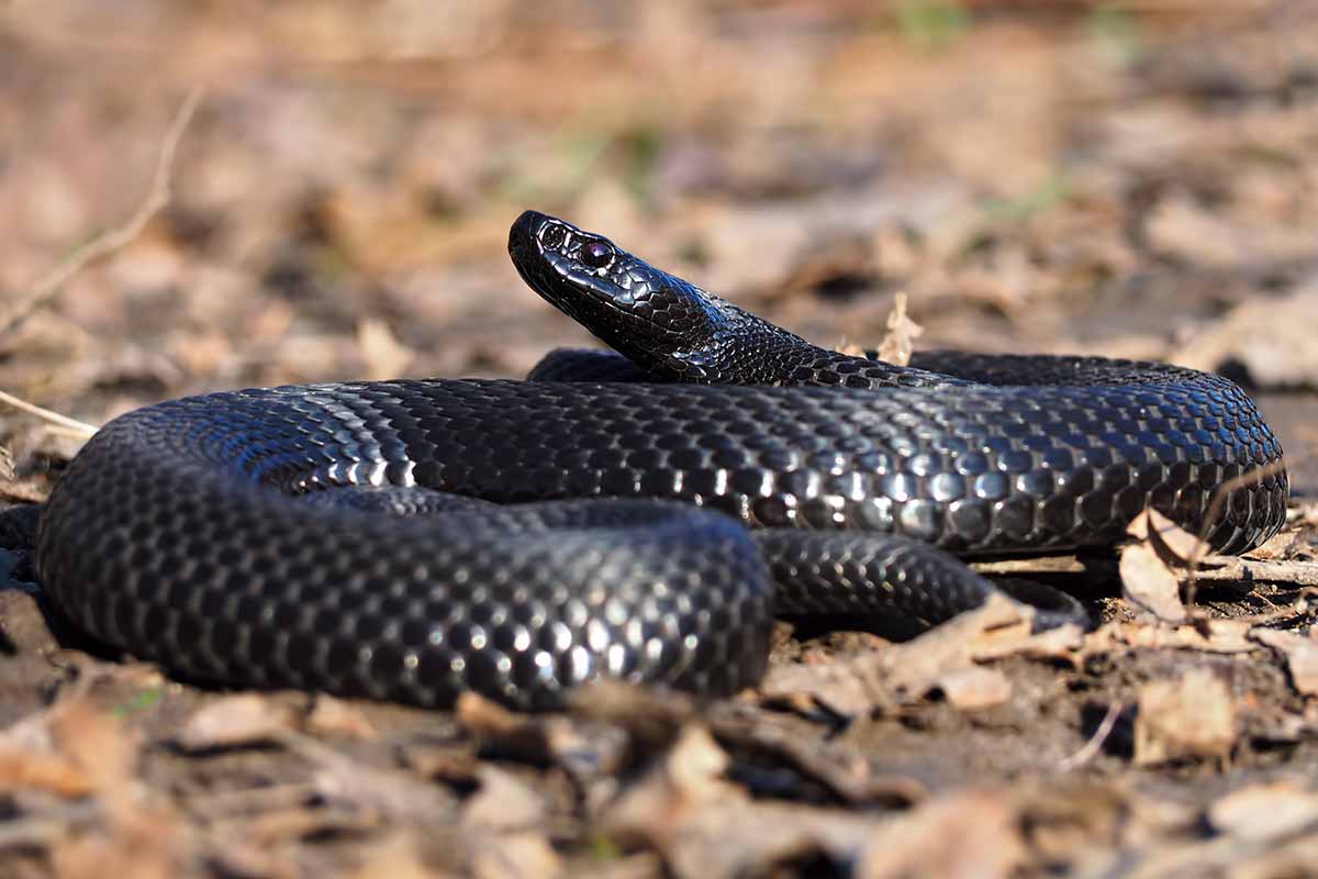 A close up horizontal image of a black snake coiled up in leaf litter in the landscape.