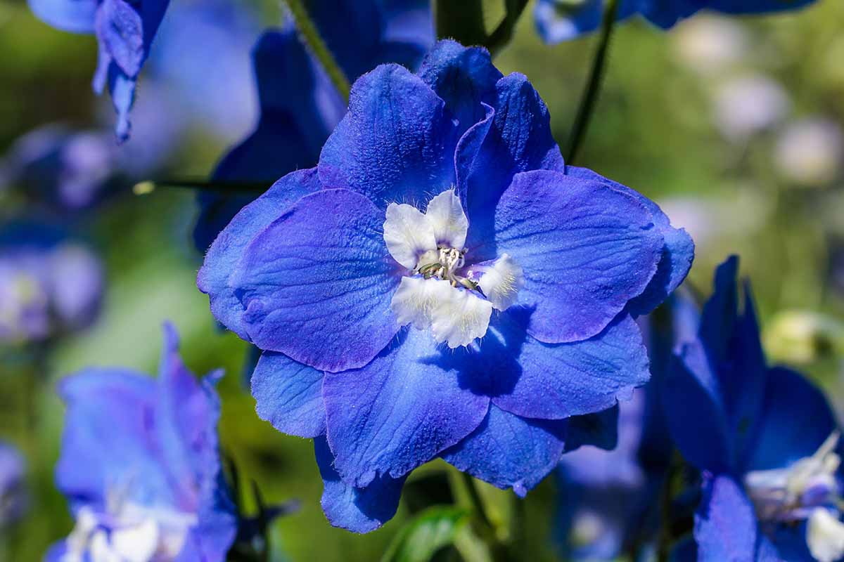 A close up horizontal image of a blue delphinium flower with a white center growing in the garden pictured in bright sunshine on a soft focus background.