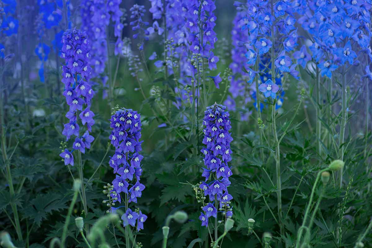 A close up horizontal image of double blue delphinium flowers blooming in the late summer garden.