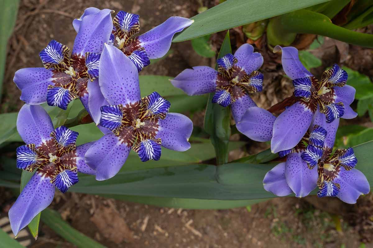 A close up horizontal image of bright blue walking iris flowers growing in the garden.