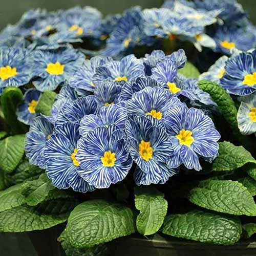 A close up square image of 'Blue Zebra' primrose flowers growing in a black plastic container.