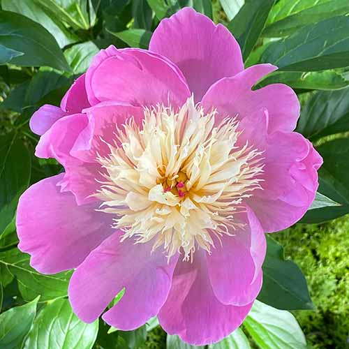 A close up of a pink 'Bowl of Beauty' peony flower growing in the garden.
