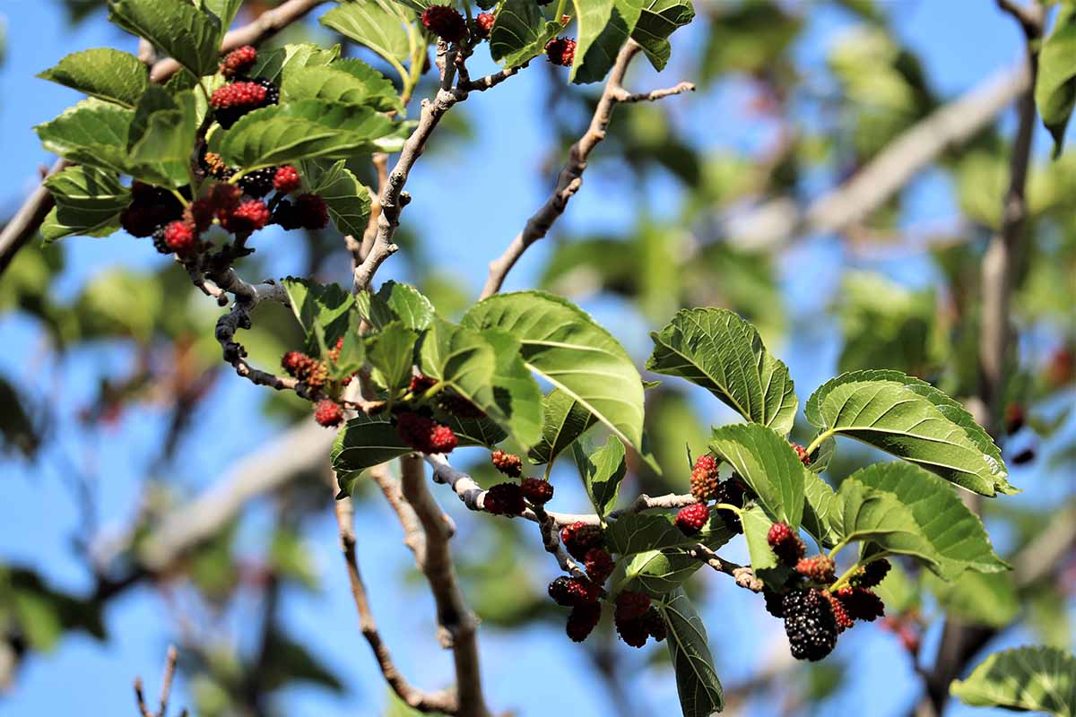 A close up horizontal image of a boysenberry stem laden with ripening fruit on a blue sky background, pictured in bright sunshine.