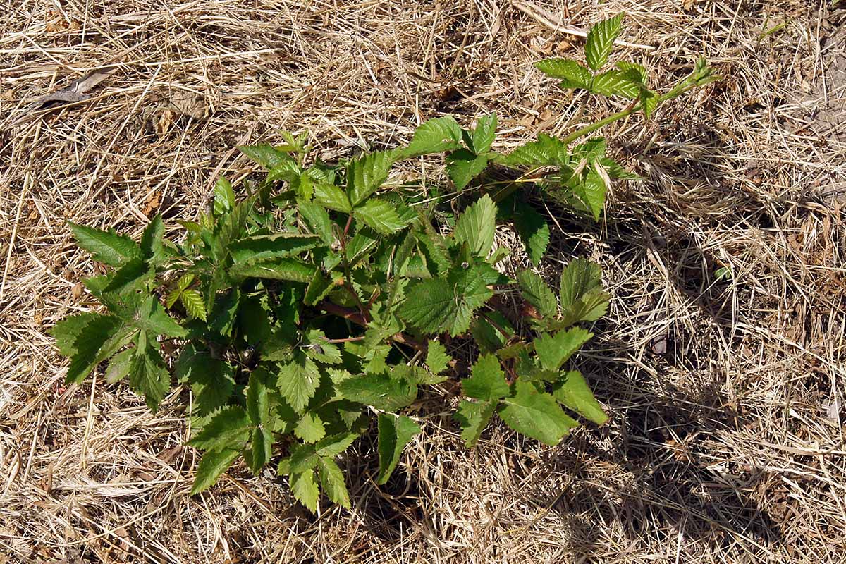 A close up horizontal image of a young bramble bush surrounded by straw mulch.