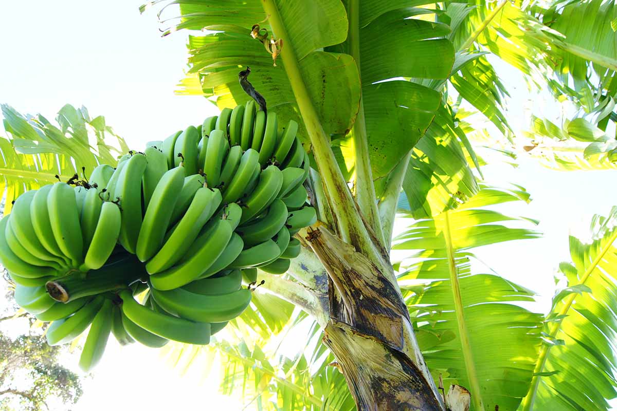 A close up of a large bunch of green bananas still on the tree. The large green leaves filtering the bright sunlight in the background.