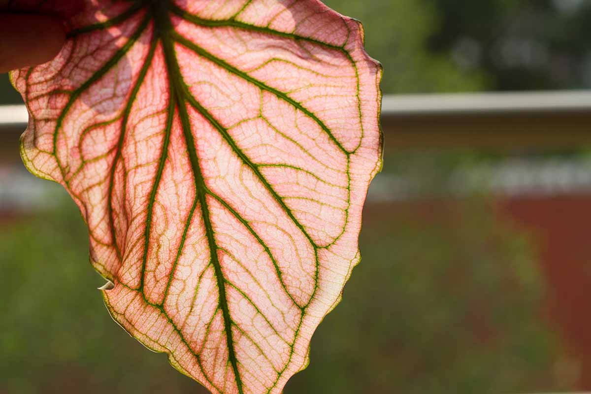 A close up horizontal image of a caladium leaf that has started to droop in the fall, pictured in light sunshine on a soft focus background.