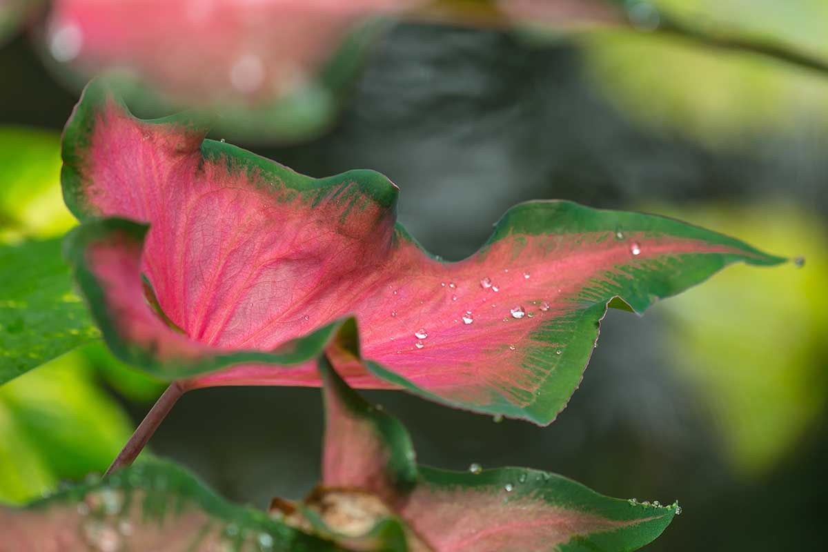 A close up horizontal image of a green and pink caladium growing in the garden pictured in light sunshine pictured on a soft focus background.