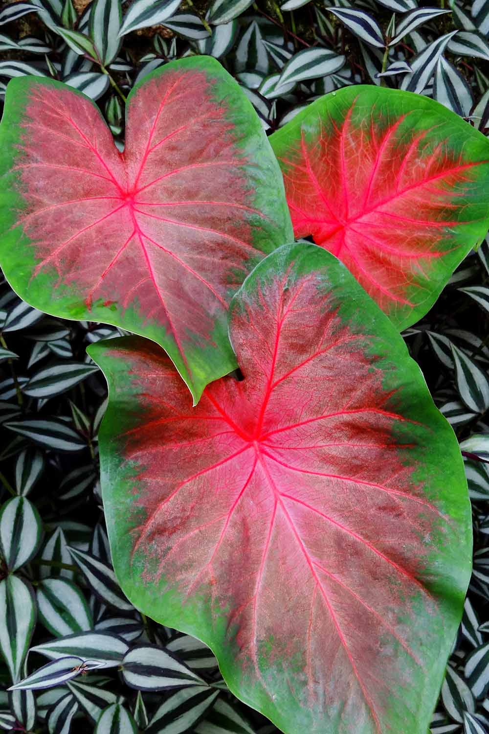 A close up vertical image of a pink and green caladium plant growing in the garden surrounded by spiderwort. To the center and bottom of the frame is green and white printed text.