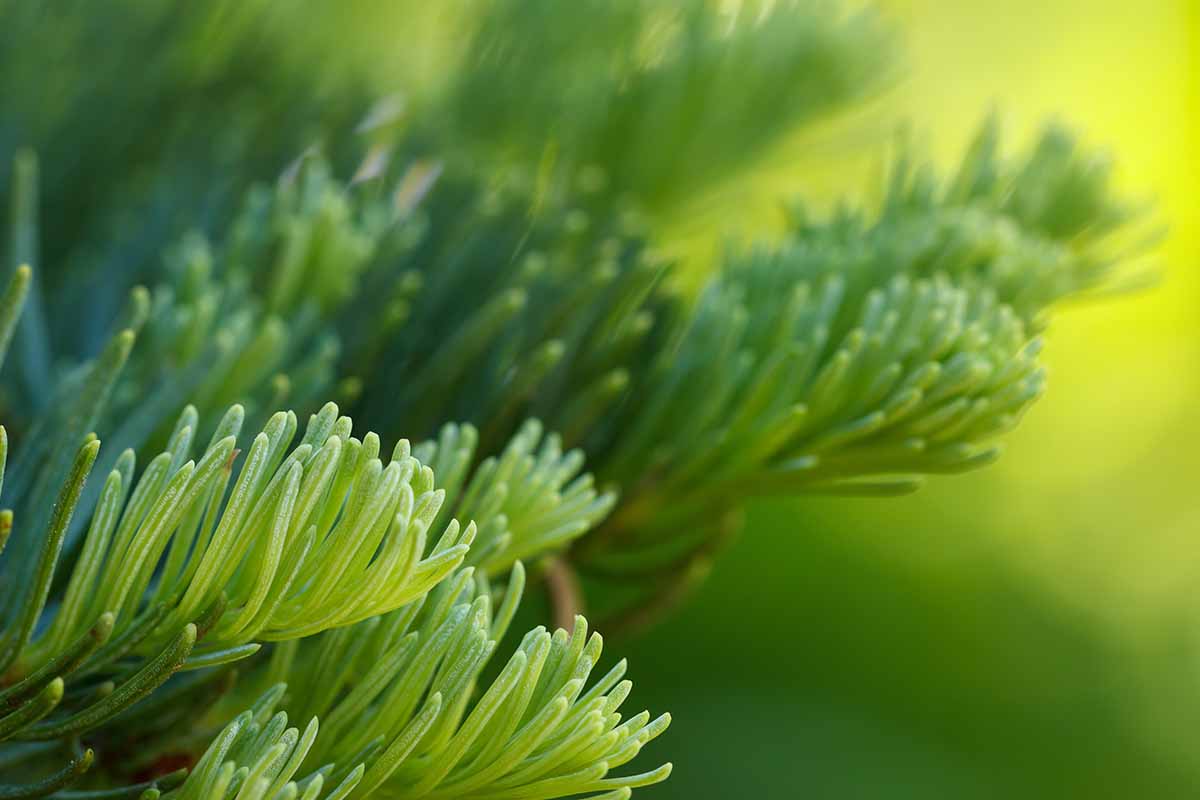 A close up horizontal image of the needles of a California red fir (Abies magnifica) pictured on a soft focus background.