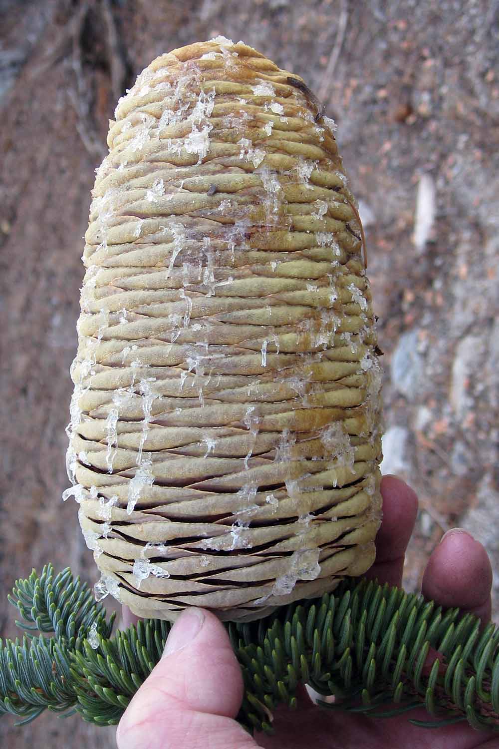 A close up vertical image of a hand from the bottom of the frame holding a California red fir cone.