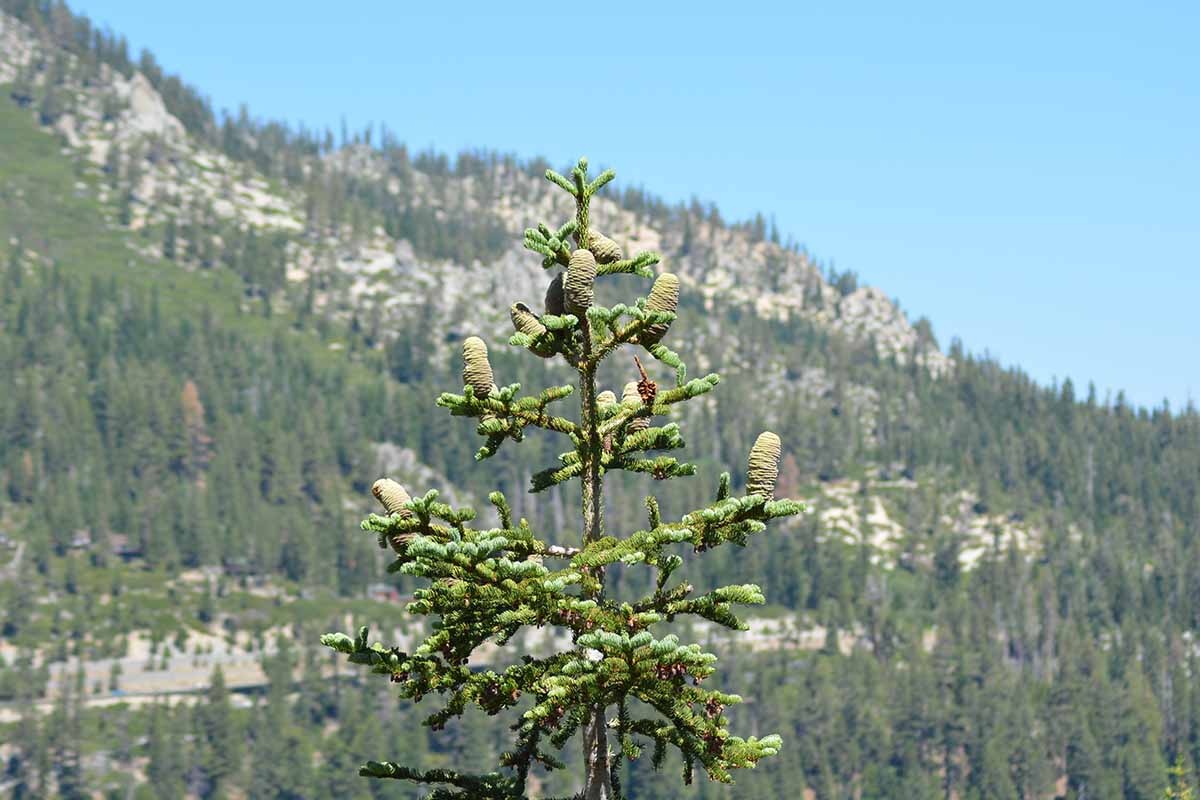 A horizontal image of a California red fir growing wild in the landscape pictured on a blue sky background.